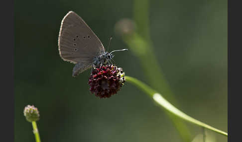 Dunkler Wiesenknopf-Ameisenbläuling (Glaucopsyche nausithous)