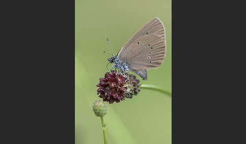 Dunkler Wiesenknopf-Ameisenbläuling (Glaucopsyche nausithous)