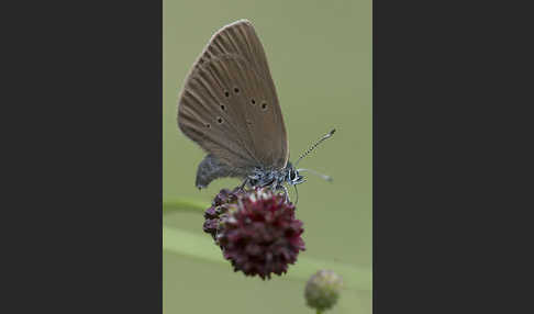 Dunkler Wiesenknopf-Ameisenbläuling (Glaucopsyche nausithous)