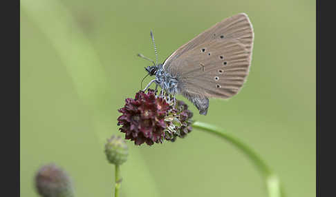 Dunkler Wiesenknopf-Ameisenbläuling (Glaucopsyche nausithous)