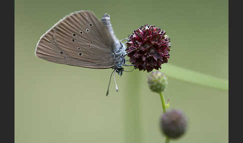 Dunkler Wiesenknopf-Ameisenbläuling (Glaucopsyche nausithous)