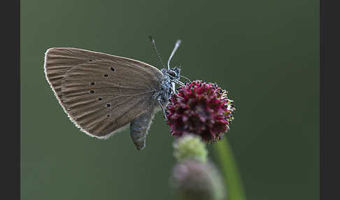 Dunkler Wiesenknopf-Ameisenbläuling (Glaucopsyche nausithous)