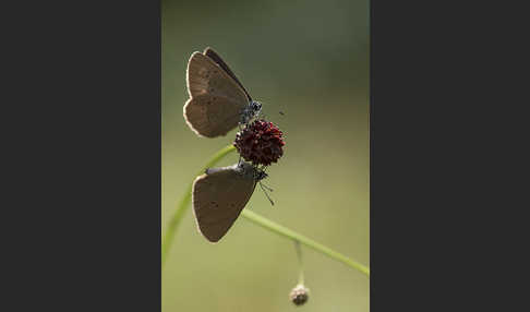 Dunkler Wiesenknopf-Ameisenbläuling (Glaucopsyche nausithous)