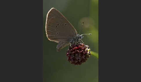 Dunkler Wiesenknopf-Ameisenbläuling (Glaucopsyche nausithous)