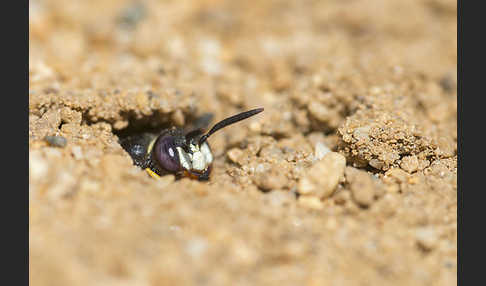 Bienenwolf (Philanthus triangulum)