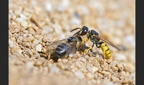 Bienenwolf (Philanthus triangulum)