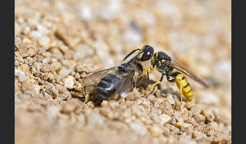 Bienenwolf (Philanthus triangulum)