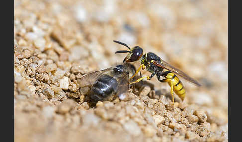 Bienenwolf (Philanthus triangulum)