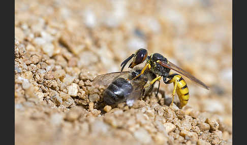 Bienenwolf (Philanthus triangulum)