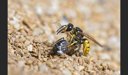 Bienenwolf (Philanthus triangulum)