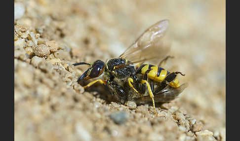 Bienenwolf (Philanthus triangulum)