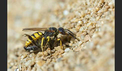 Bienenwolf (Philanthus triangulum)