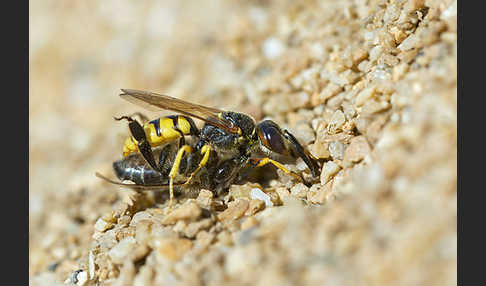 Bienenwolf (Philanthus triangulum)