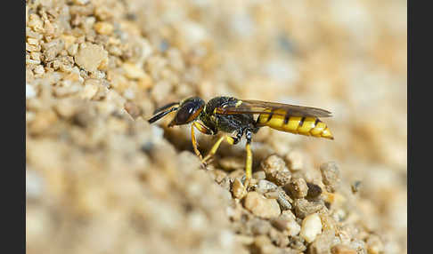 Bienenwolf (Philanthus triangulum)