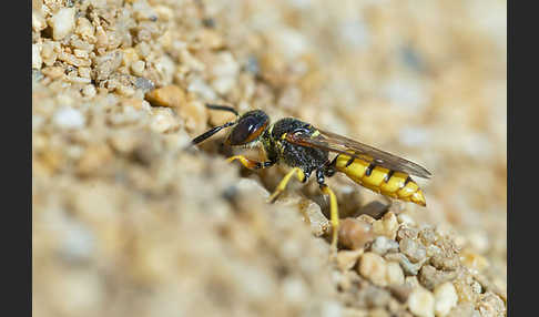 Bienenwolf (Philanthus triangulum)