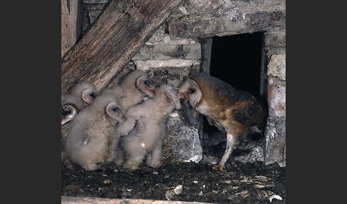 Schleiereule (Tyto alba)