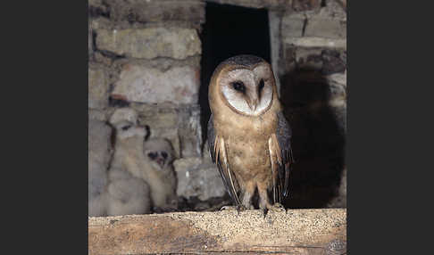 Schleiereule (Tyto alba)