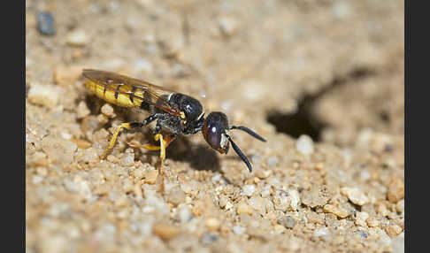 Bienenwolf (Philanthus triangulum)