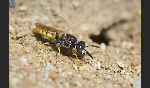 Bienenwolf (Philanthus triangulum)