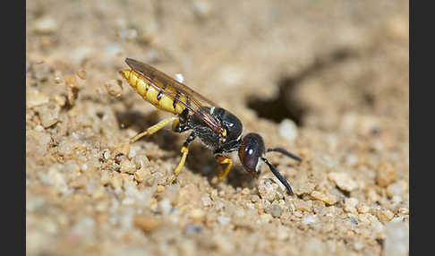 Bienenwolf (Philanthus triangulum)