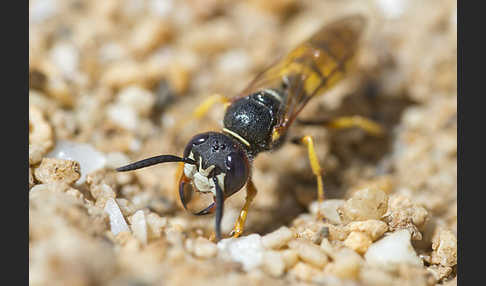 Bienenwolf (Philanthus triangulum)