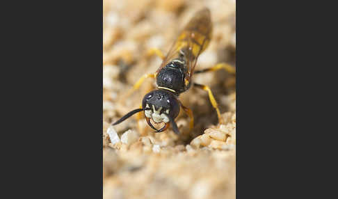 Bienenwolf (Philanthus triangulum)