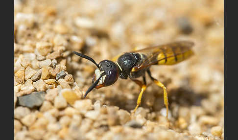 Bienenwolf (Philanthus triangulum)