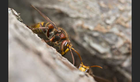 Hornisse (Vespa crabro)