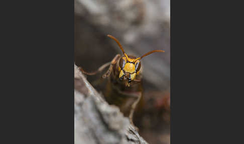 Hornisse (Vespa crabro)