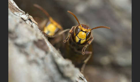 Hornisse (Vespa crabro)