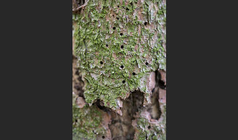 Gemeine Fichte (Picea abies)