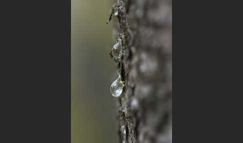 Gemeine Fichte (Picea abies)