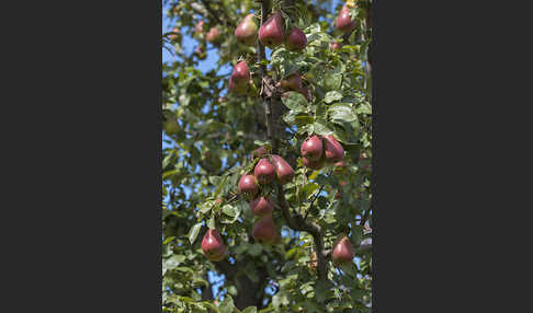 Kultur-Birnbaum (Pyrus communis)