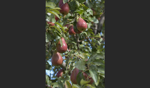 Kultur-Birnbaum (Pyrus communis)