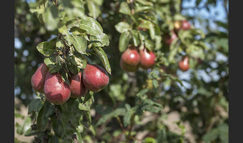 Kultur-Birnbaum (Pyrus communis)