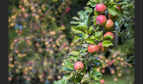 Kultur-Apfel (Malus domestica)