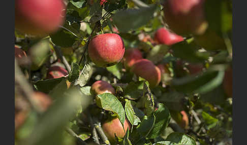 Kultur-Apfel (Malus domestica)