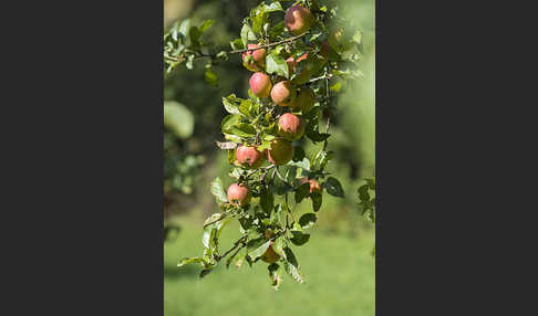 Kultur-Apfel (Malus domestica)