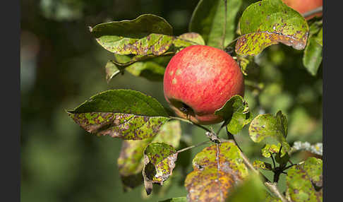 Kultur-Apfel (Malus domestica)
