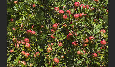 Kultur-Apfel (Malus domestica)