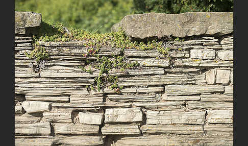 Trockenmauer (dry-stone wall)