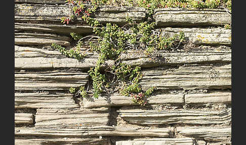 Trockenmauer (dry-stone wall)