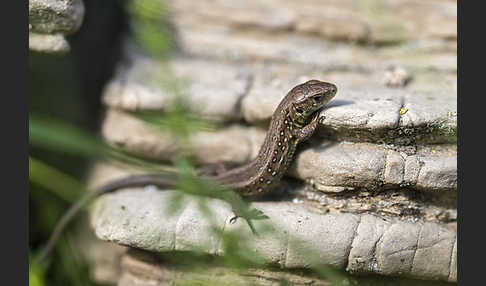 Zauneidechse (Lacerta agilis)