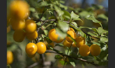 Mirabelle (Prunus domestica subsp. Syriaca)