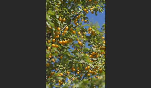 Mirabelle (Prunus domestica subsp. Syriaca)