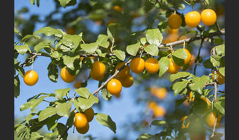 Mirabelle (Prunus domestica subsp. Syriaca)