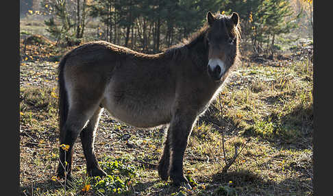 Exmoor-Pony (Equus przewalskii f. caballus)