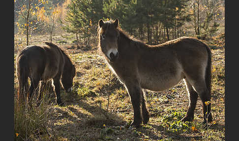 Exmoor-Pony (Equus przewalskii f. caballus)