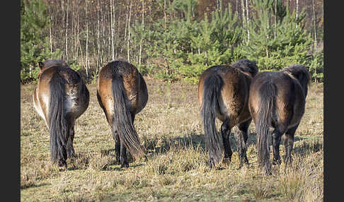 Exmoor-Pony (Equus przewalskii f. caballus)