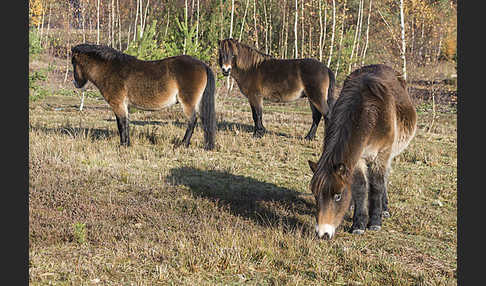 Exmoor-Pony (Equus przewalskii f. caballus)